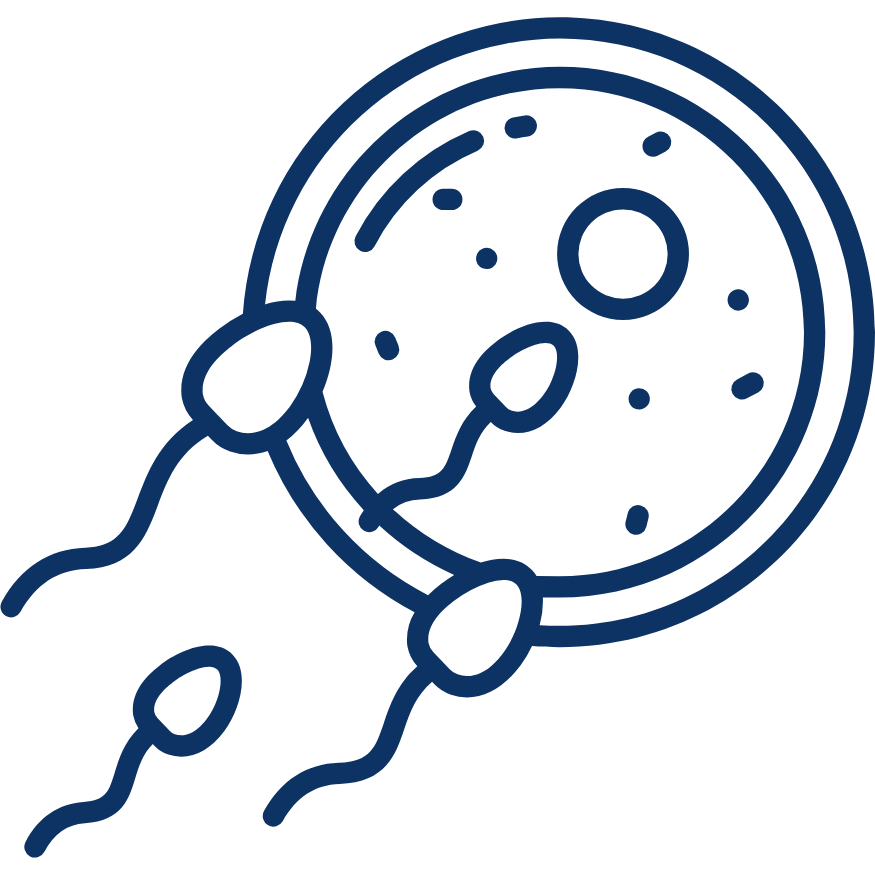 IVF / ICSI / IMSI