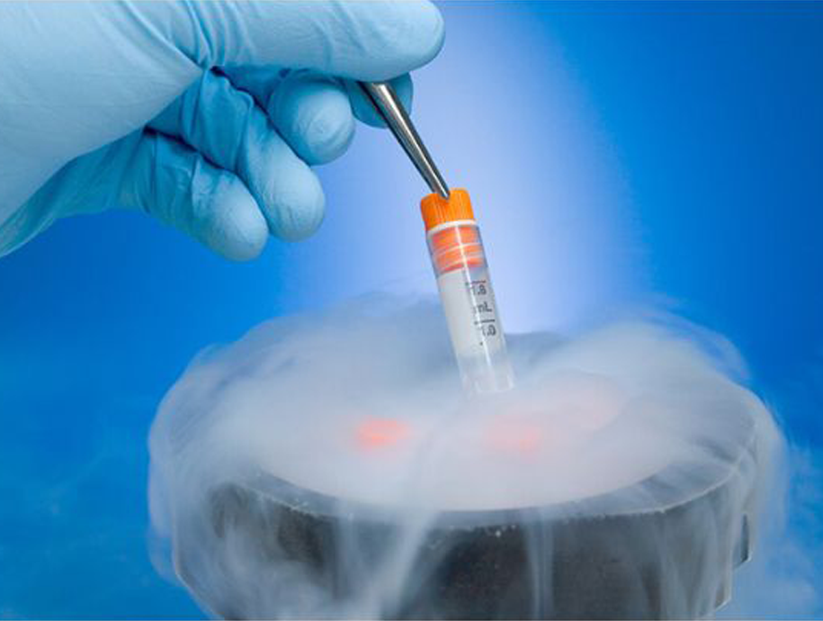 Fertility & IVF
