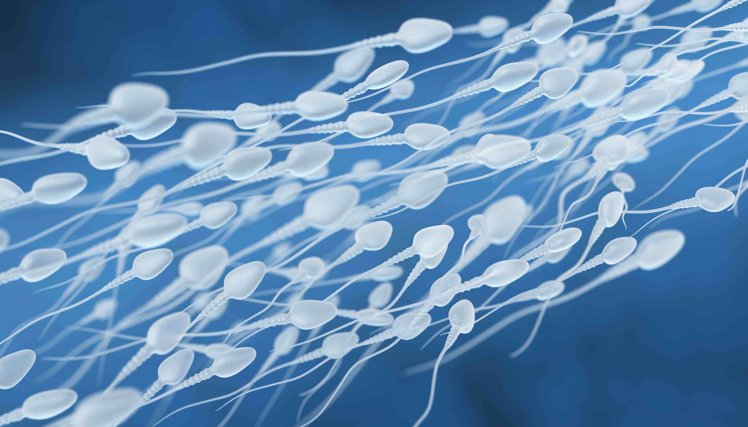 human sperm flow PXAUKUW scaled